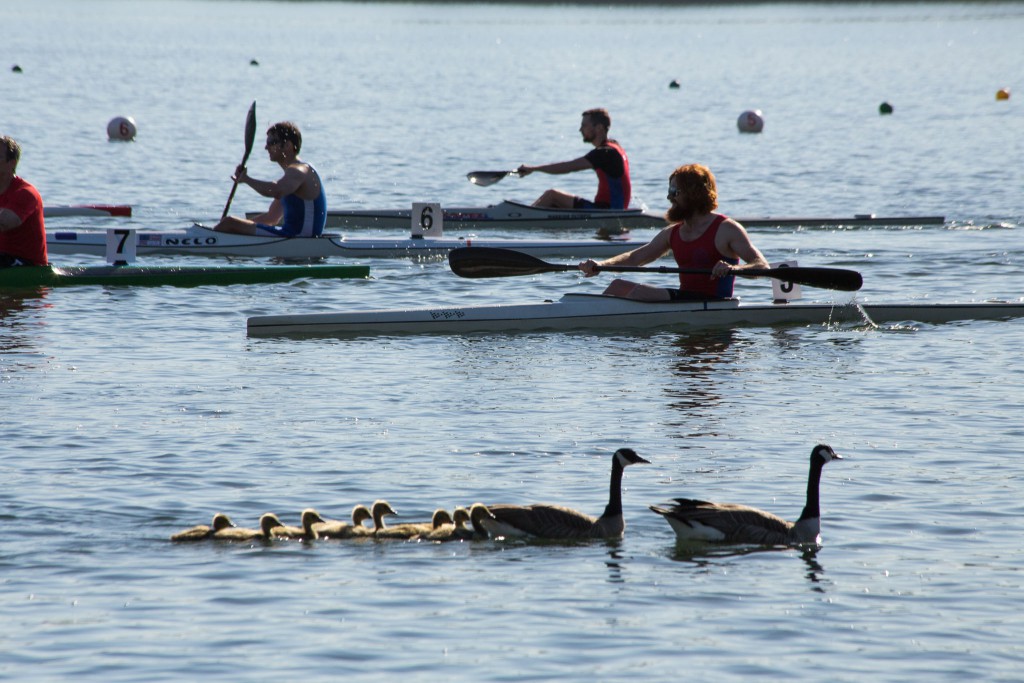 kayak race and ducks